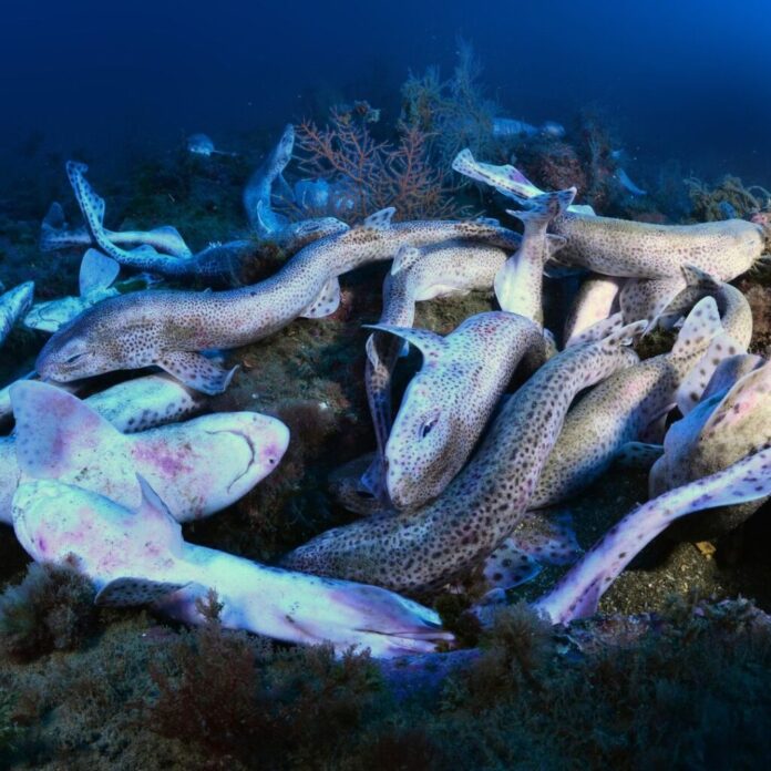 Descubrimiento de más de medio centenar de pintarrojas muertas en la bocana del puerto de Getaria