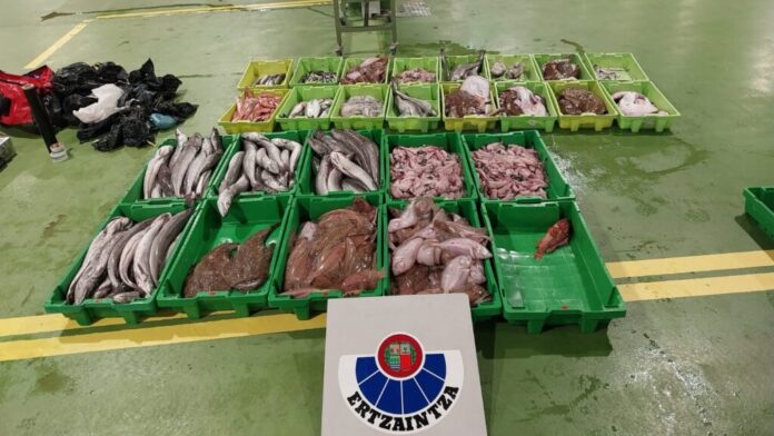 Interceptado un vehículo que transportaba 375 kilos de pescado en condiciones de insalubridad
