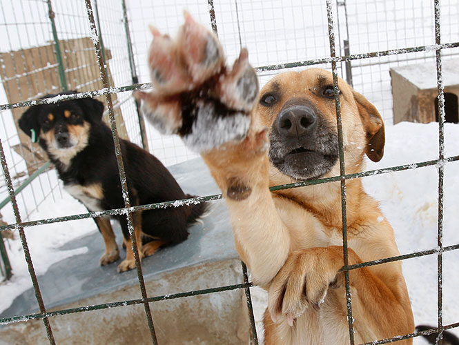 Barakaldoko Garapen Jasangarriaren arloak kanpaina berri bat bultzatzen du Lagunak Elkarte Animalistarekin batera, animalien harrera sustatzeko