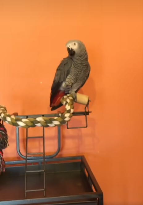 ¡Berritxu ya está en casa! ¡Berritxu ya está en casa!