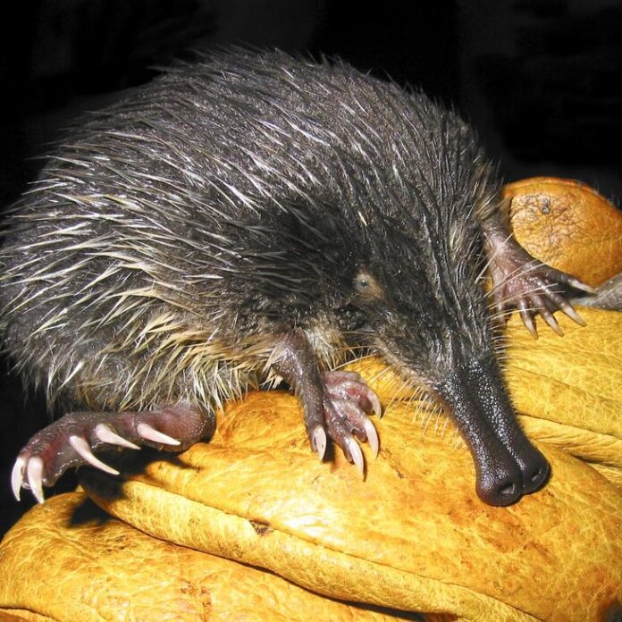 Gipuzkoa desarrolla medidas activas de conservación del desmán ibérico, en peligro de extinción