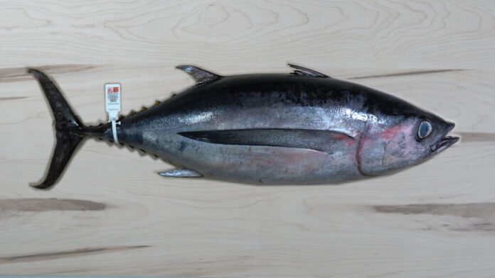 La flota vasca ya ha pescado 7.100 toneladas de bonito del norte, el 60% de las capturas estatales