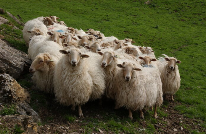 Eusko Jaurlaritzaren ustez, nahikoa da Euskadin haragi-produktuak hiltzeko dagoen gaitasuna