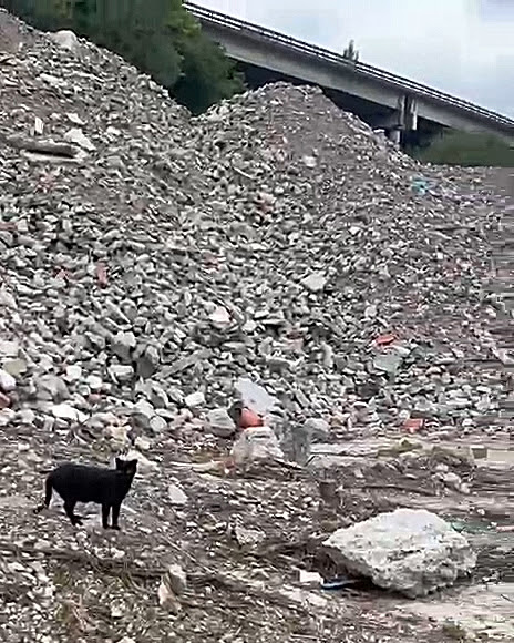 PACMA reclama al Ayuntamiento de Donostia medidas inmediatas para salvaguardar la colonia felina de ‘El Infierno’