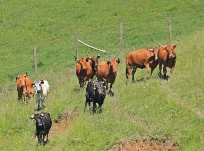 La ganadería Bergarako Zezenak tendrá que sacrificar a todos sus animales por un caso de tuberculosis
