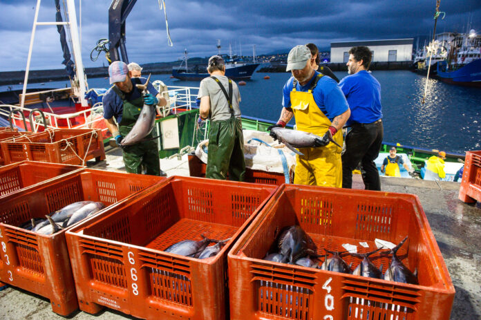 Amaia Barredo: «Hegaluzearen kanpaina oso ona izan da harrapaketetan, kalitatean, tamainan eta prezioan»