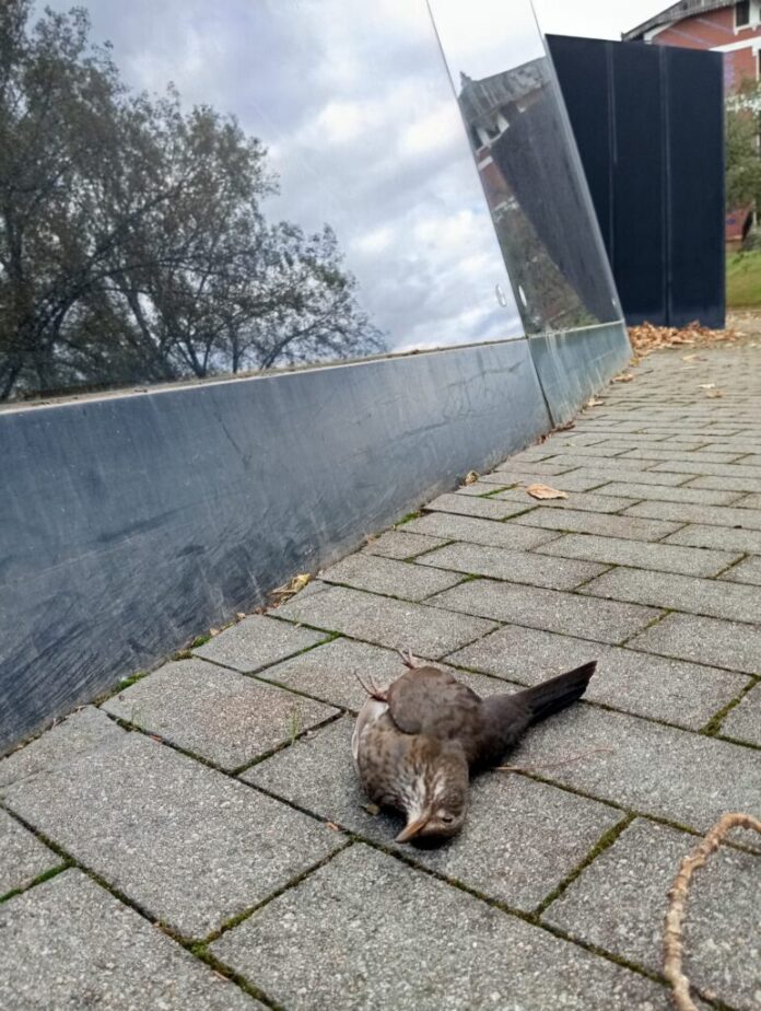 La fachada de Balenciaga Museoa es una trampa para las aves, según Eguzki