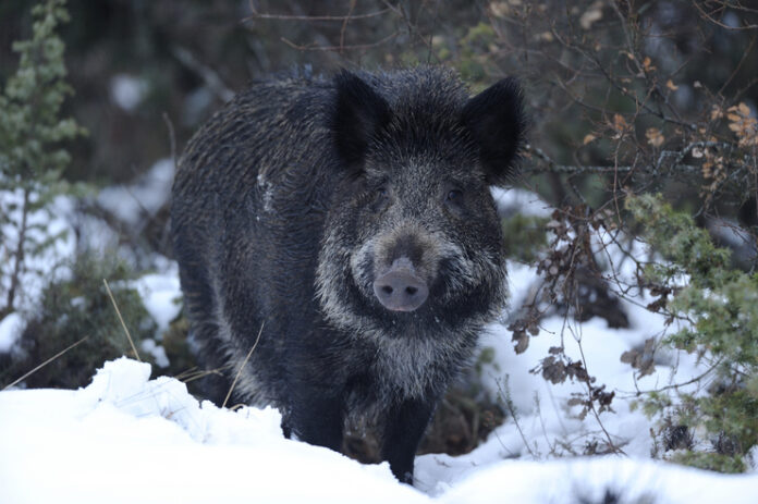 Eusko Jaurlaritzak biosegurtasuna indartzera deitu du Afrikako Txerri Izurriaren agerpenaren aurrean