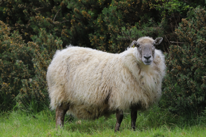 Detectado en Zestoa el primer caso del año de scrapie en un rebaño de ovejas