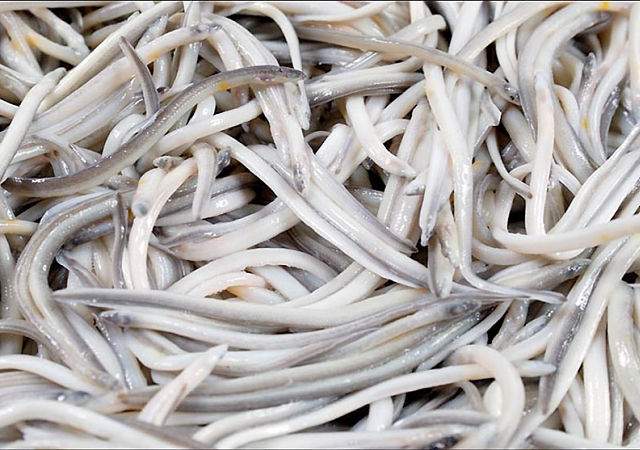 Eusko Jaurlaritzak estrategia europar bat eskatu du aingiraren kalteberatasu egoeraren aurrean