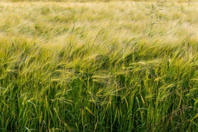 Osasun Institutua polenaren aurreikuspenen kanpaina egiten hasiko da ekainaren 30era arte, eta irailean eta urrian ere egingo da