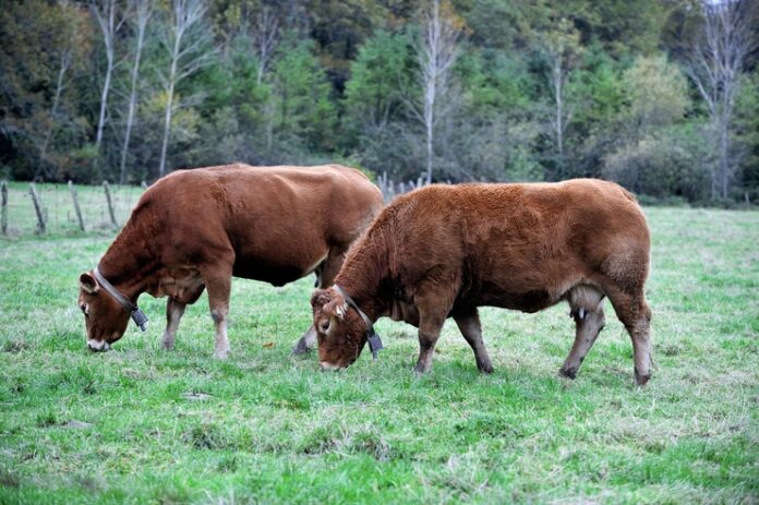 Eusko Jaurlaritzak berriro eskatu dio Espainiako Ministerioari Dermatosi Nodular Kutsakorraren aurkako txertaketa zabaltzea, Aragoin kasu berri bat agertu ondoren