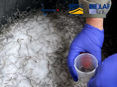 Diez detenidos y más de 400 kilos de angula incautados en una operación contra el tráfico ilegal entre Gipuzkoa e Iparralde