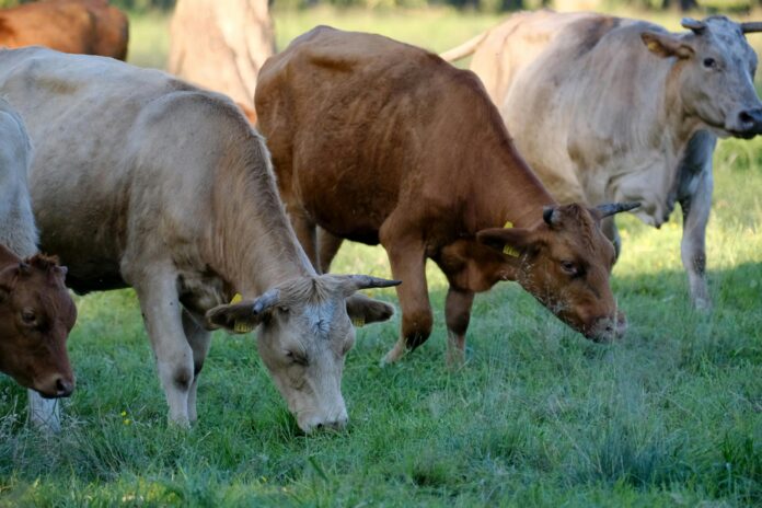 Nafarroak Komunitateko behi-abelgorri zabaldu dio txertaketa, dermatosi nodularra prebenitzeko