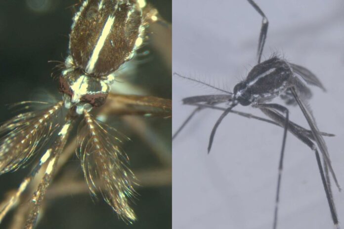 Abian da tigre eltxoa zaintzeko eta kontrolatzeko Osasun Publikoko kanpaina berria, Nafarroako iparraldean